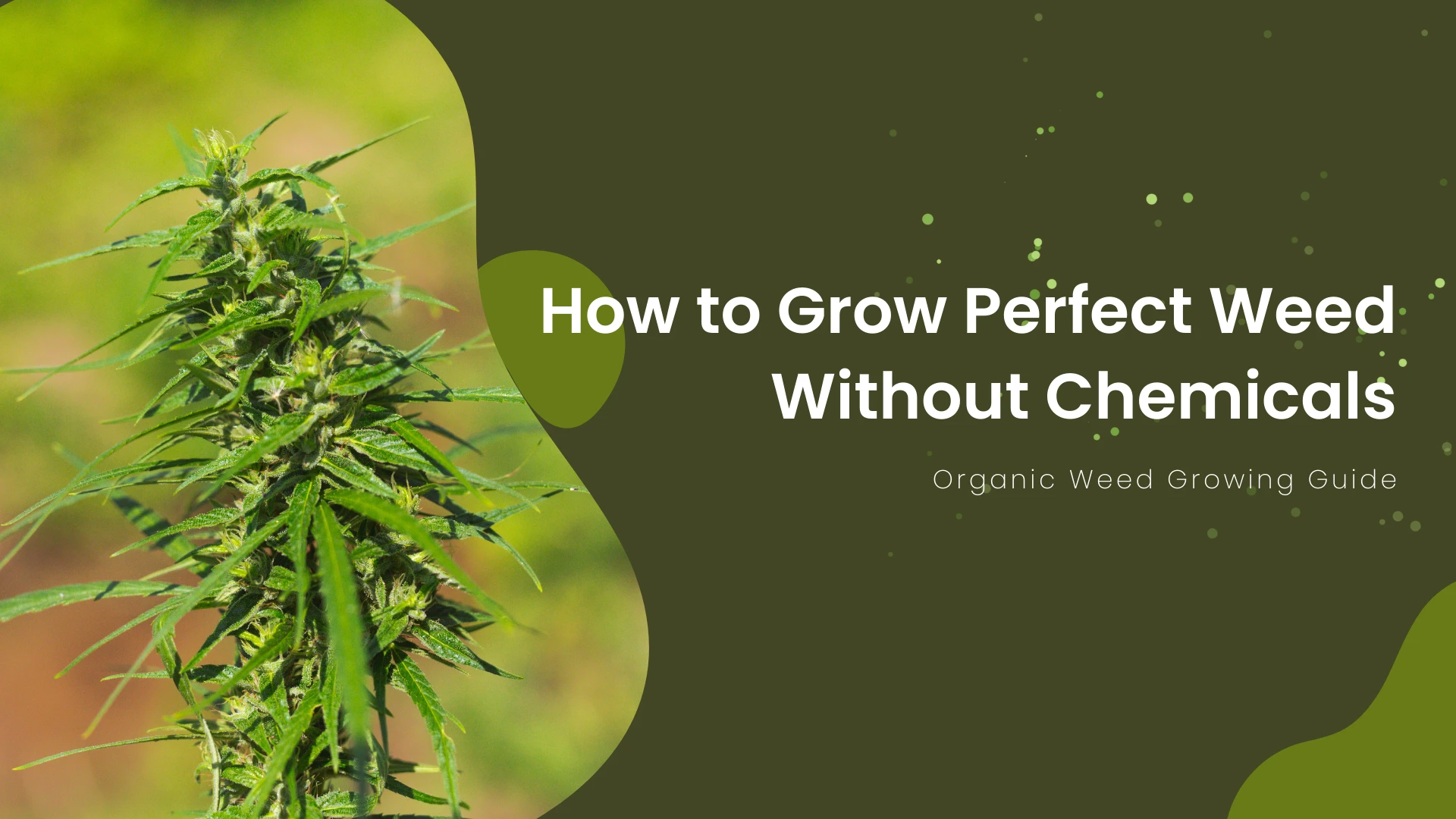 Organic Weed Growing Guide: How to Grow Perfect Weed Without Chemicals -  TheOmniBuzz
