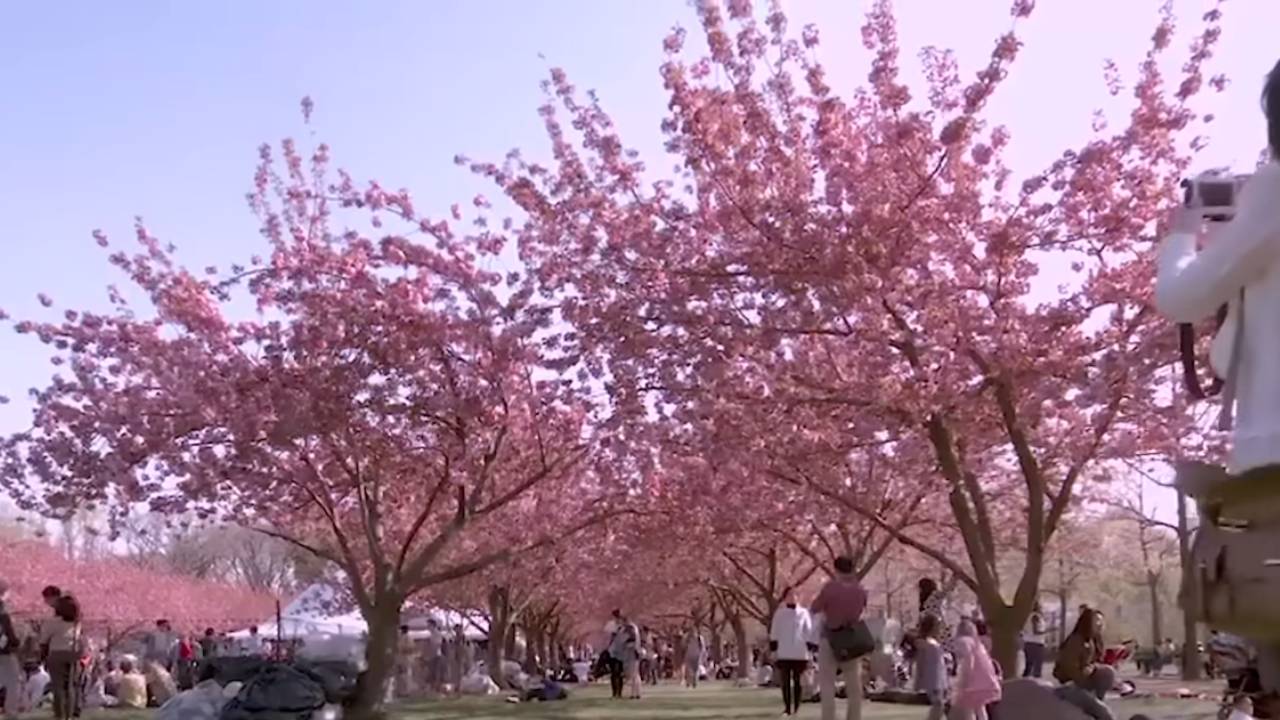 Cherry Blossom Festival Shillong 2025: Dates, Venue, Ticket Price, Artist!