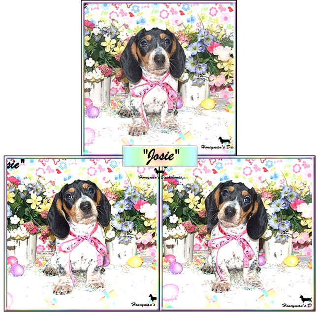 Honeyman’s Puppy Information Booklet:  Bringing Your New Puppy Home – Honeyman's Miniature Dachshunds