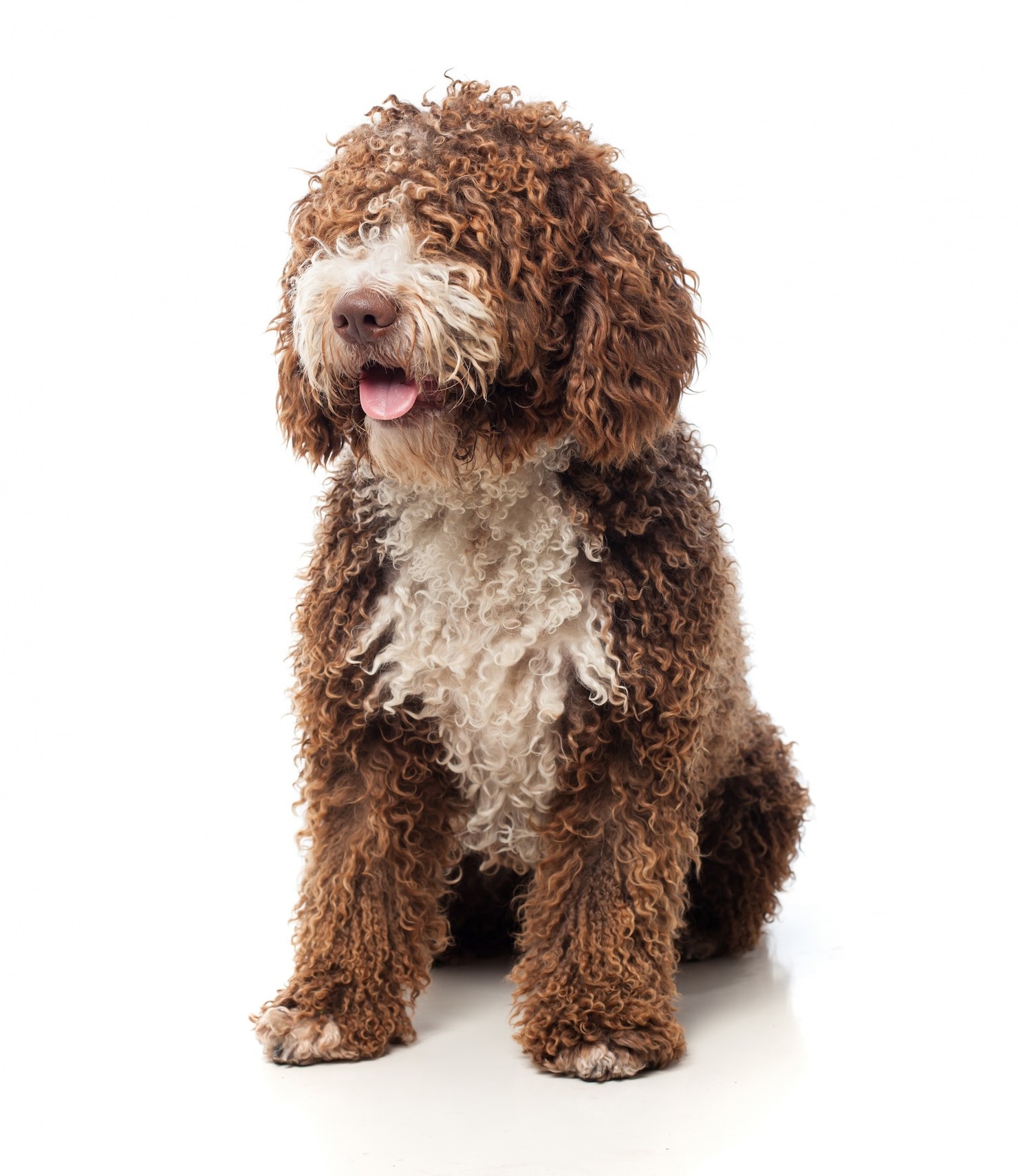 What to Know Before Getting a Labradoodle: Size, Lifespan, and More - Itsadoodlek9service