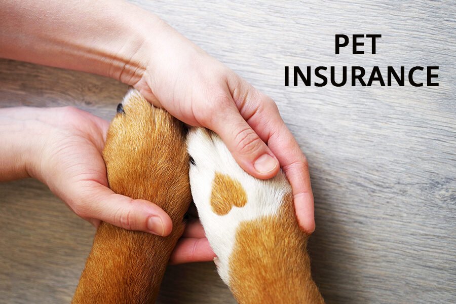 Pet Insurance: Understanding Coverage Options - FasttrackInsure