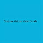 Nadeau African Violet Seeds