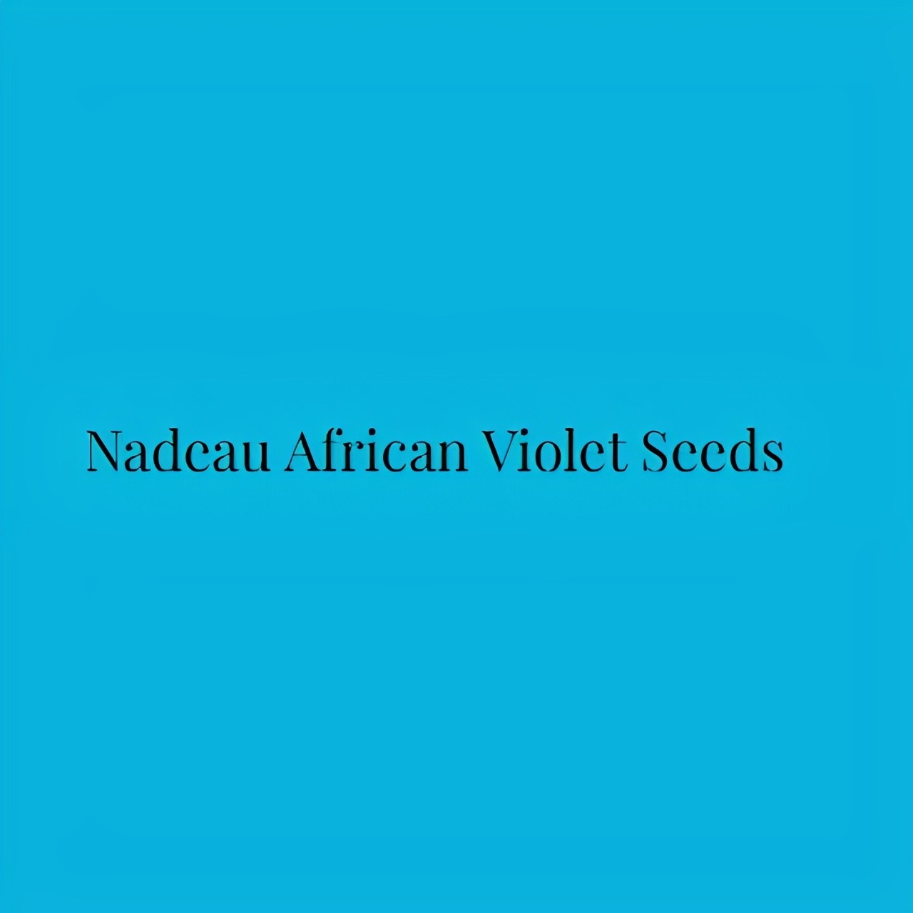 Nadeau African Violet Seeds