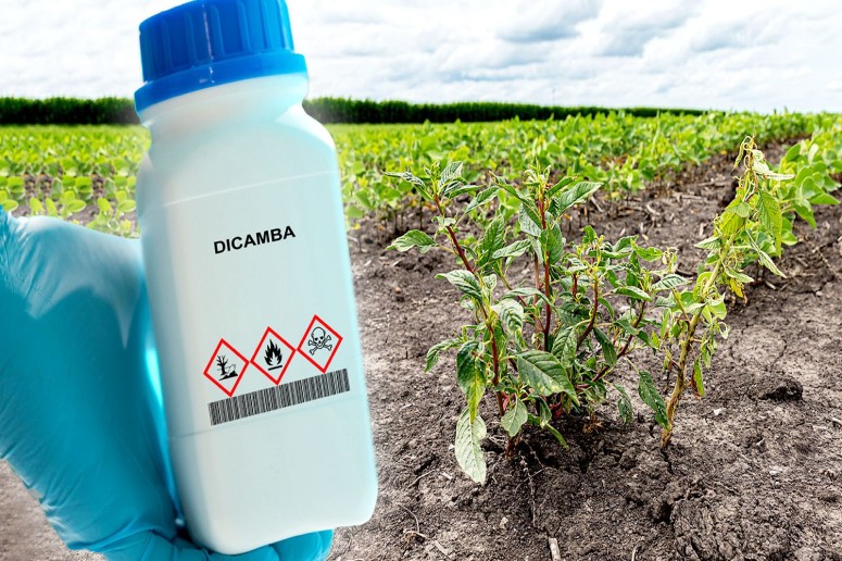 Dicamba Market Set for Transformative Growth, Projected to Reach USD 1.3 Million by 2035 | FMI – FMIBlog
