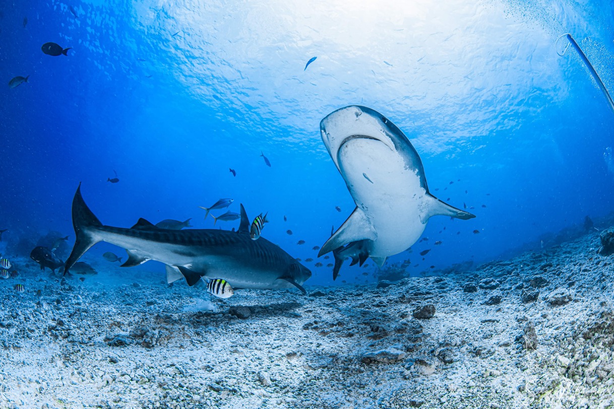 Diving with Tiger Sharks in Fuvahmulah Maldives Trips