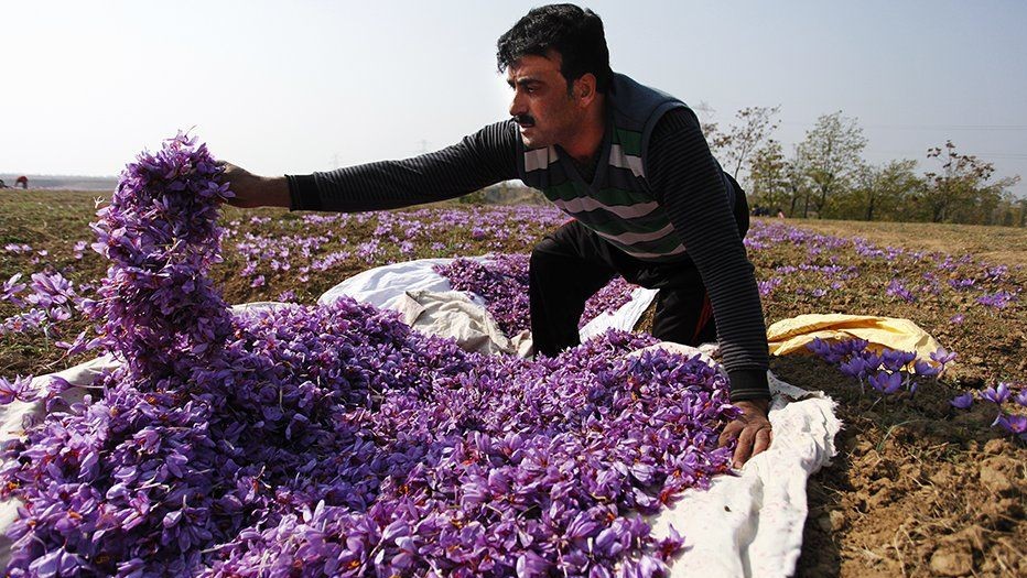 Buy Saffron from Kashmir – Your Trusted Route to 100% Pure and Natural Kesar