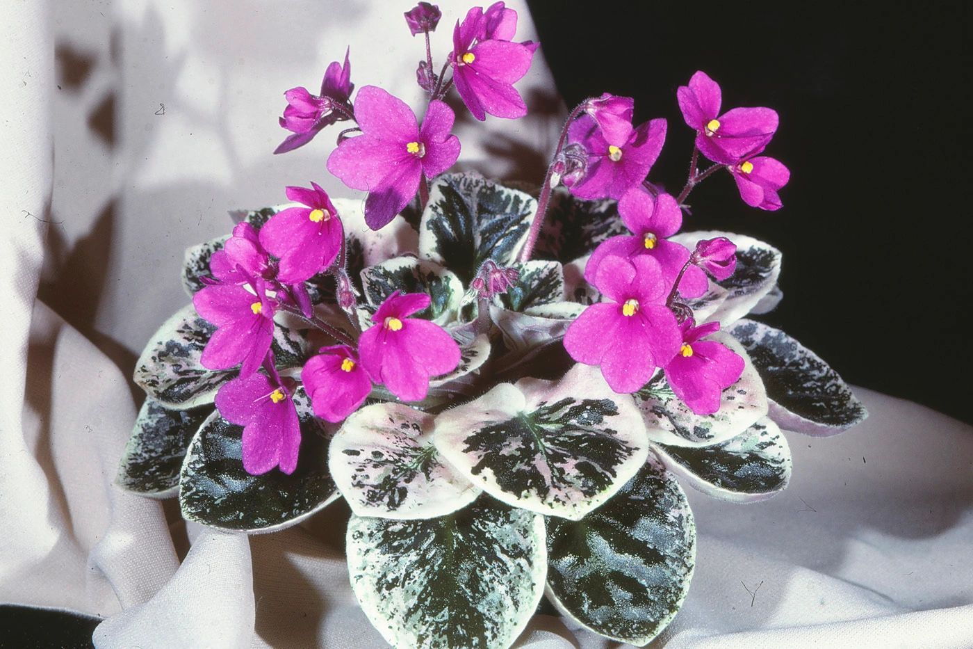Seeds - Nadeau African Violet Seed Sowing Directions
