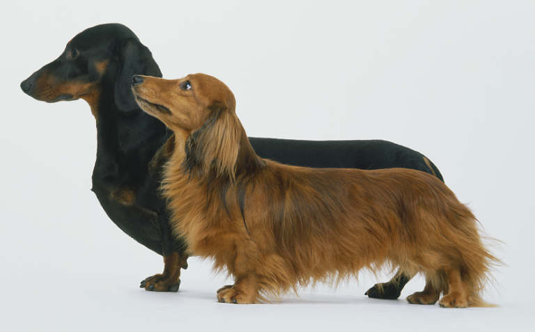 The Dachshund Breed Standard – Honeyman's Miniature Dachshunds