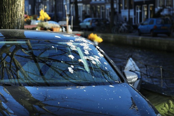 Clean Bird Poop Off a Car