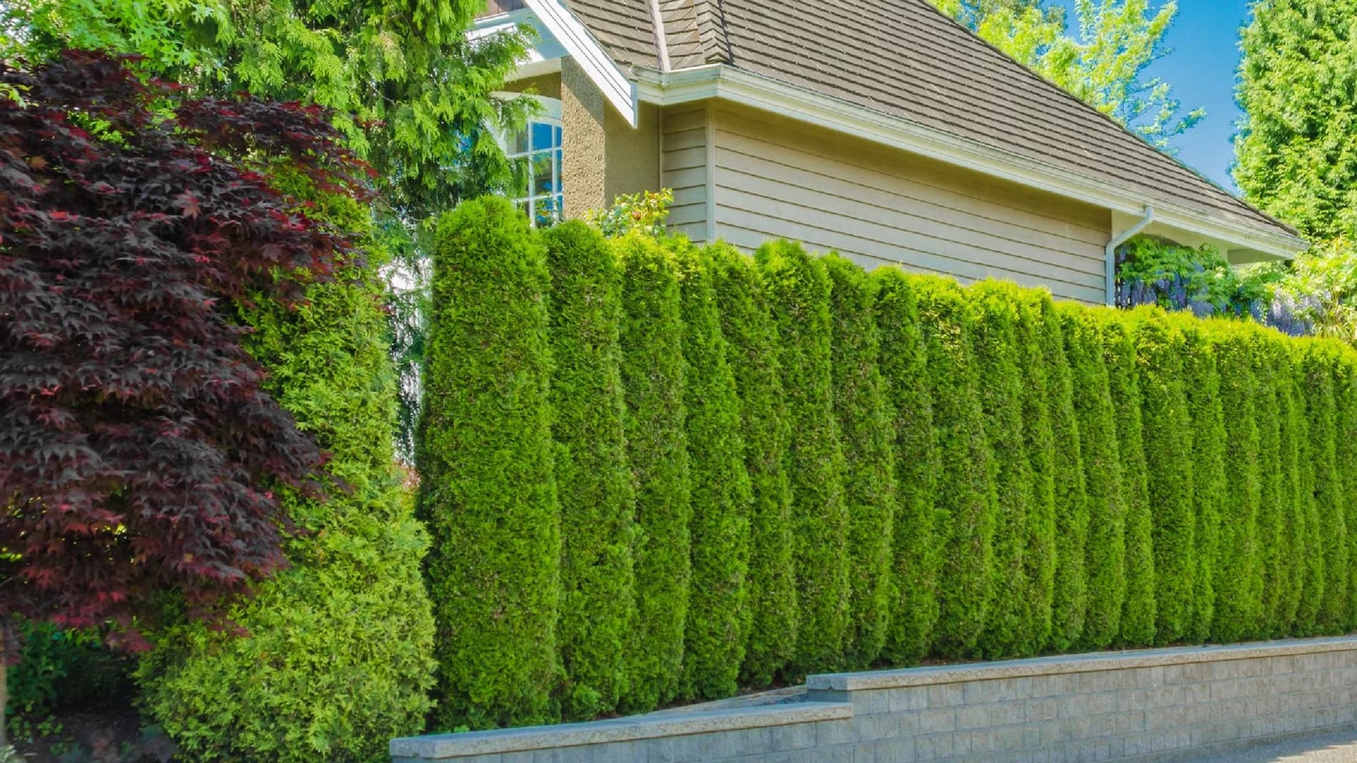 The Living Fence: Reasons to Buy Screen Plants - Journalyst