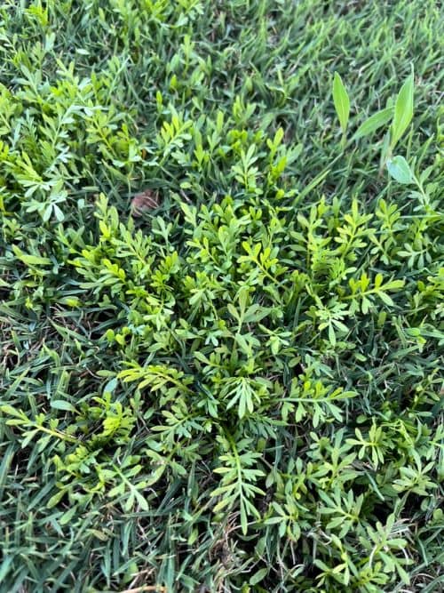 Swinecress - GILBA SOLUTIONS