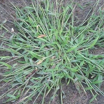 Summer Grass - GILBA SOLUTIONS