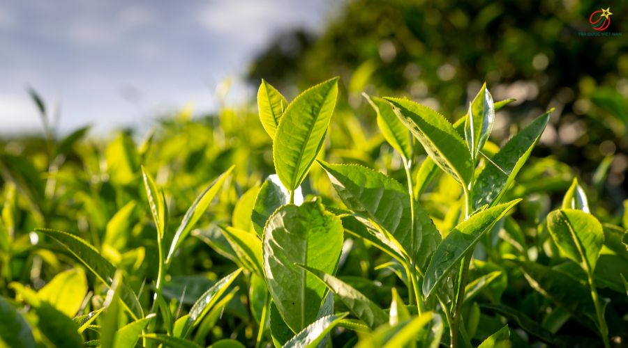 Trà xanh có tác dụng gì? Lợi ích cho sức khỏe mà ít người biết