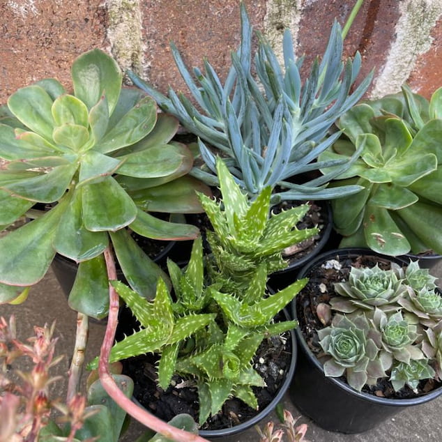Succulent Success: How to Choose the Perfect Plant for Your Space | Ways To