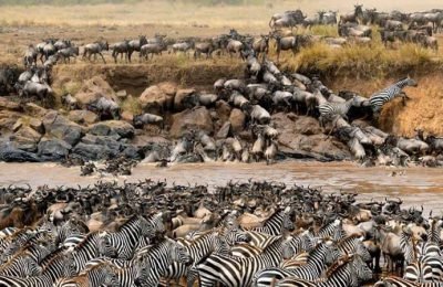 Tsavo East Safari from Mombasa - The Viral Blogs