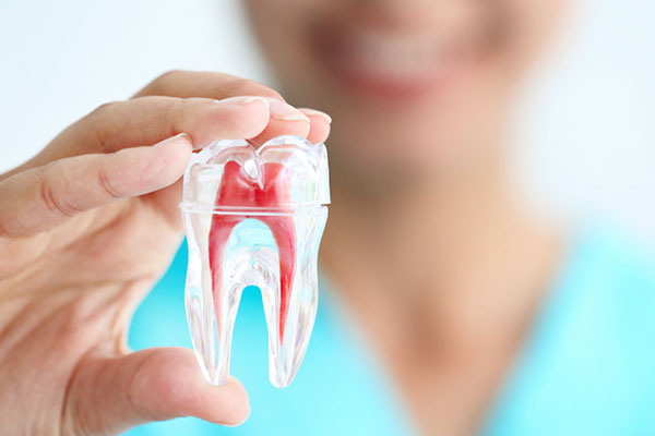 Root Canal Treatment Canberra, Root Canal Cost | Molonglo Dental Surgery