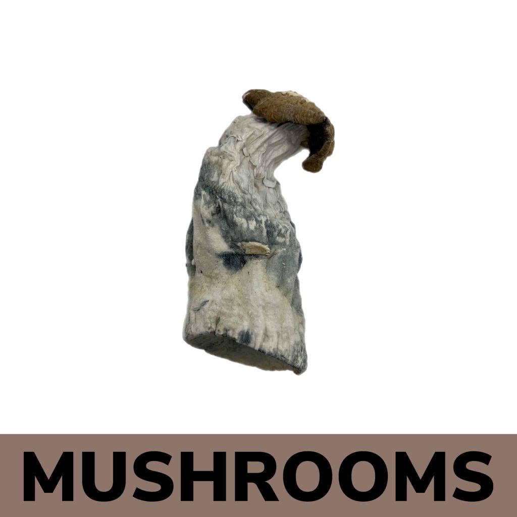 Makilla Gorilla | Buy Mushrooms Online | Order Now