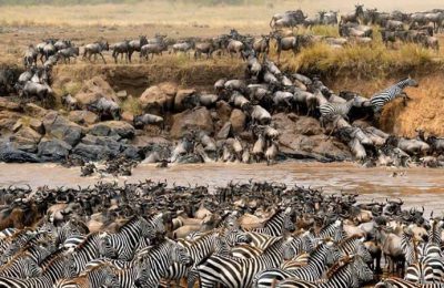 Kenya Safaris from Nairobi | Safari Tours & Amboseli Park
