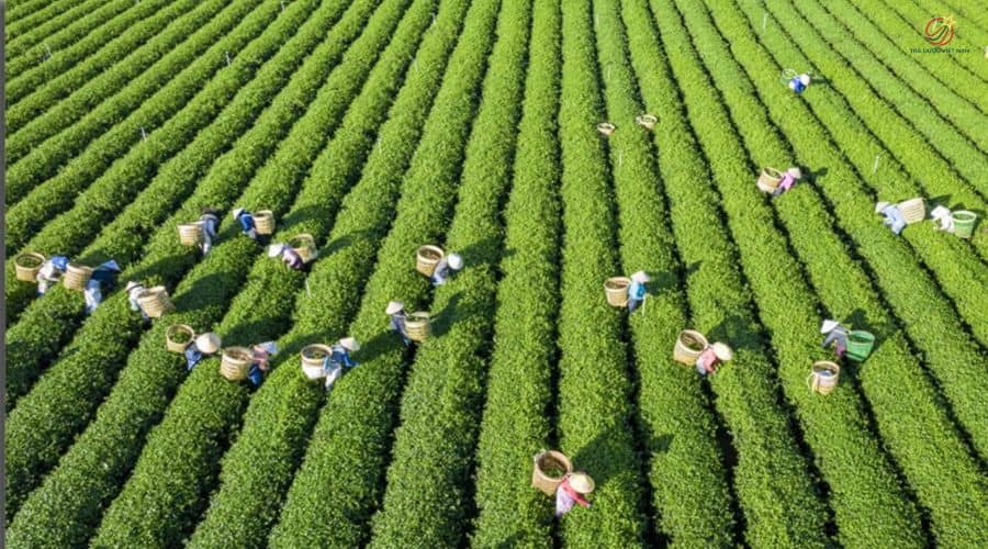 [Tìm hiểu] Cây chè được trồng nhiều nhất ở đâu?